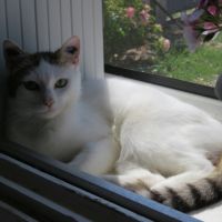 Lady femelle blanche et tigrée 9 ans #1