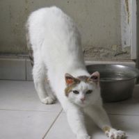 Lady femelle blanche et tigrée 9 ans #2