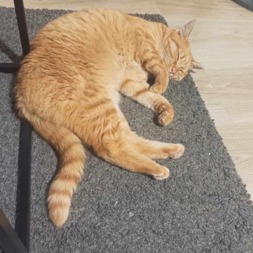 Tartine femelle rousse 4 ans #3