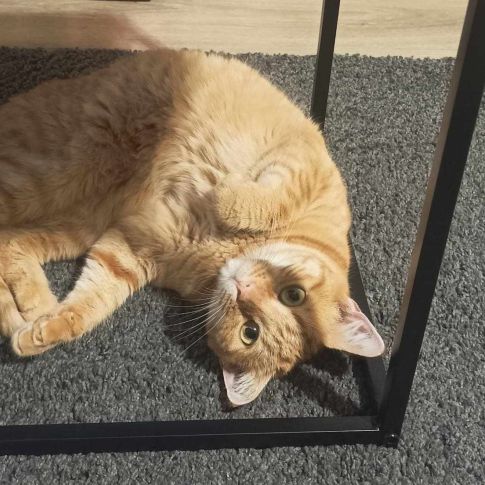 Tartine femelle rousse 4 ans #4