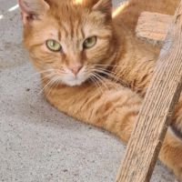 Tartine femelle rousse 4 ans