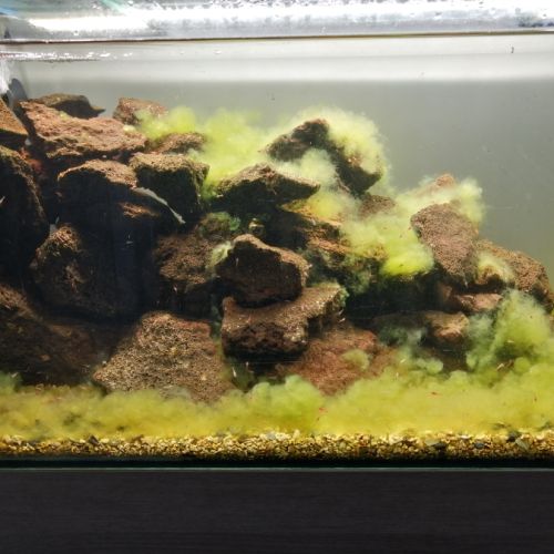 Opae ula halocaridina rubra crevette de hawaï #1