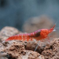 Opae ula halocaridina rubra crevette de hawaï