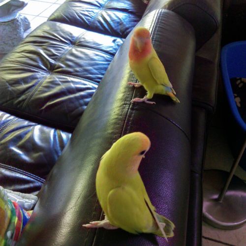 Dispose d'inséparables #1