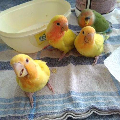 Dispose d'inséparables #0