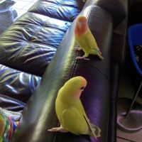 Dispose d'inséparables #1