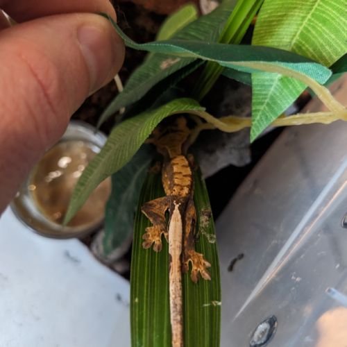 Jeunes gecko à crête #3