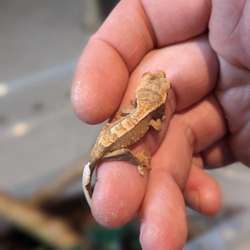 Jeunes gecko à crête #4