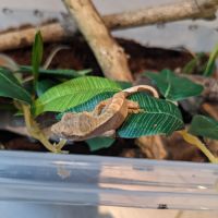 Jeunes gecko à crête #2