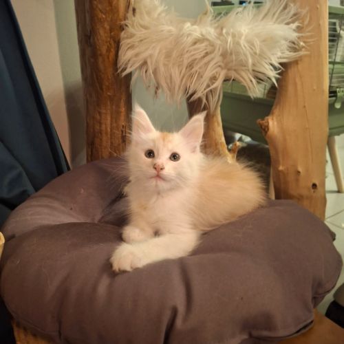 Chaton maine coon loof #0