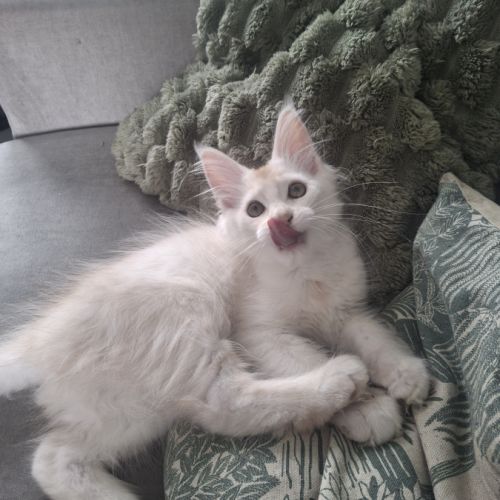 Chaton maine coon loof #4