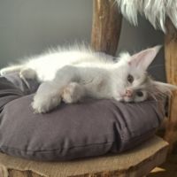 Chaton maine coon loof #2