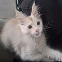 Chaton maine coon loof #3