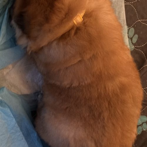 Chow chow à réserver