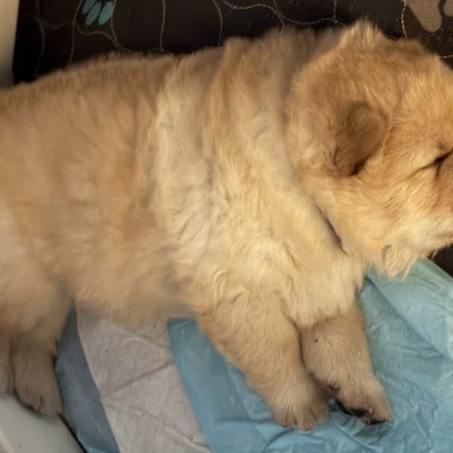 Chow chow à réserver #2