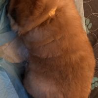 Chow chow à réserver #0