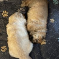 Chow chow à réserver #3