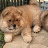 Chow chow à réserver #2