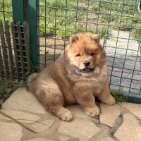 Chow chow à réserver #3