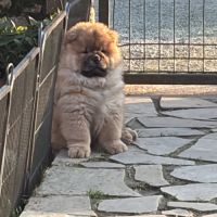 Chow chow à réserver #4