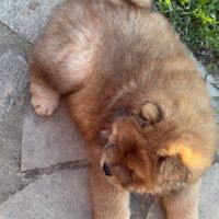 Chow chow à réserver #5