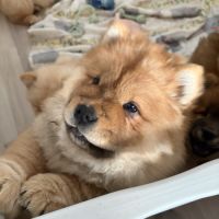 Chow chow à réserver #6