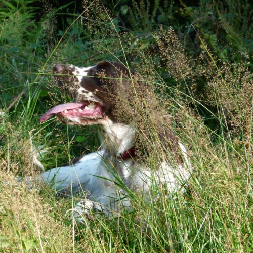 English springer spaniel #0