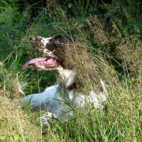 English springer spaniel