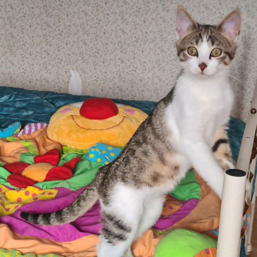 Poupoupidou- adoption en cours-stop formulaire #0