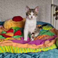 Poupoupidou- adoption en cours-stop formulaire #1