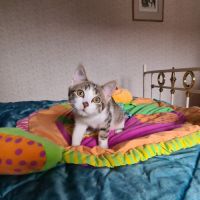 Poupoupidou- adoption en cours-stop formulaire #2