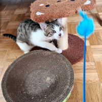 Poupoupidou- adoption en cours-stop formulaire #4