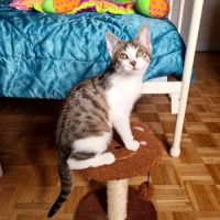 Poupoupidou- adoption en cours-stop formulaire #5