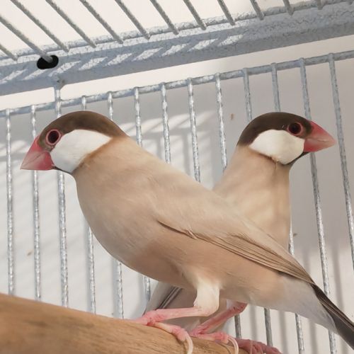 Mâle padda de java phaeo #0