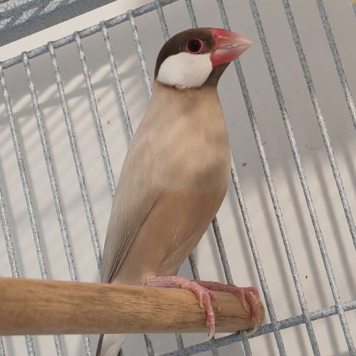 Mâle padda de java phaeo #3