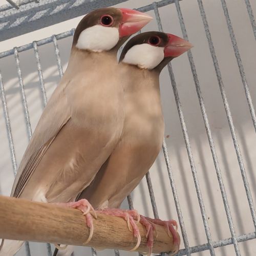 Mâle padda de java phaeo #5