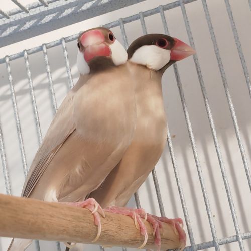 Mâle padda de java phaeo #6