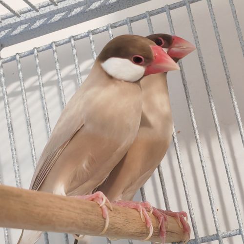 Mâle padda de java phaeo #7