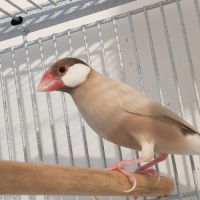 Mâle padda de java phaeo #2