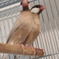 Mâle padda de java phaeo #4