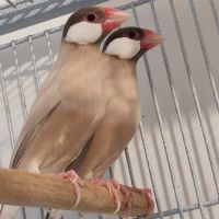 Mâle padda de java phaeo #5