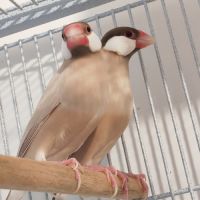 Mâle padda de java phaeo #6