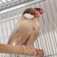 Mâle padda de java phaeo #7