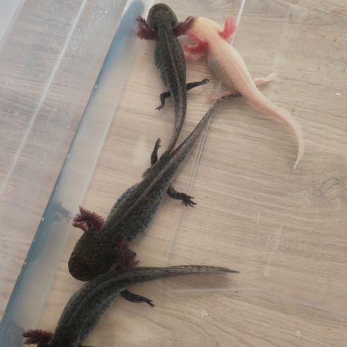 Axolotls adulte albinos gold et sauvage #1