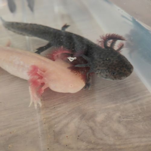 Axolotls adulte albinos gold et sauvage #3