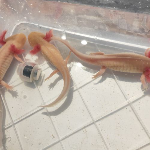 Axolotls adulte albinos gold et sauvage #4
