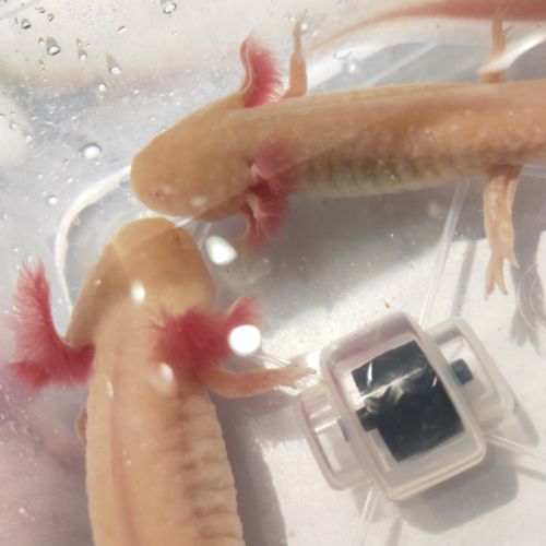 Axolotls adulte albinos gold et sauvage #5