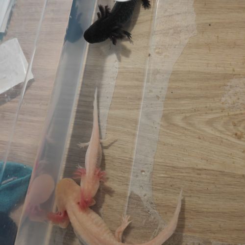 Axolotls adulte albinos gold et sauvage #6