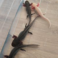 Axolotls adulte albinos gold et sauvage #1
