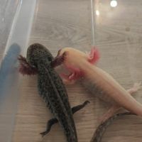 Axolotls adulte albinos gold et sauvage